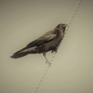 beach home old new raven