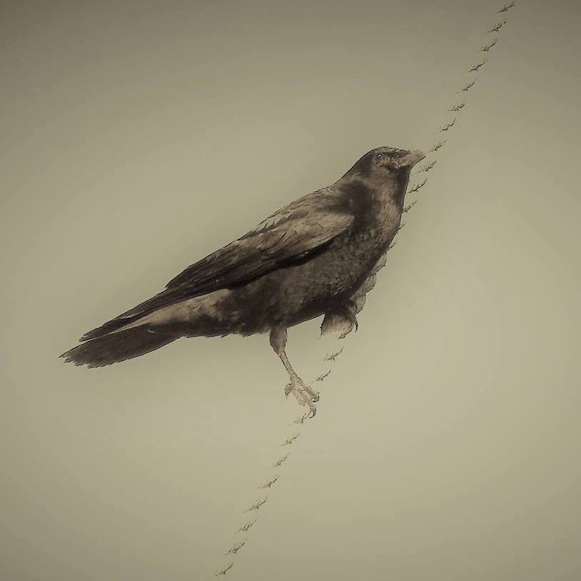 beach home old new raven