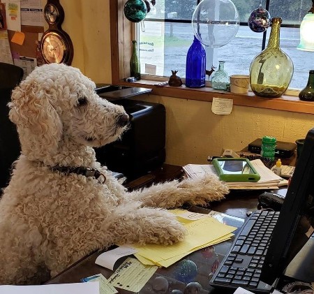 long beach peninsula trading post dog
