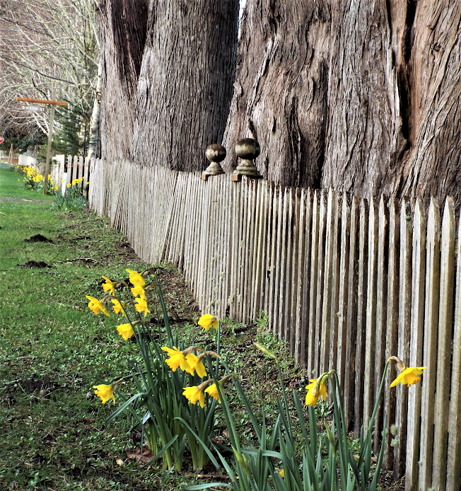 oysterville daffodils